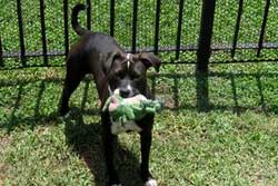 doggie day care new orleans