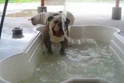 pet daycare -canine connection new orleans
