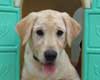 pet day care new orleans