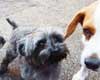 pet daycare new orleans