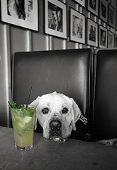 pet friendly restaurants in new orleans