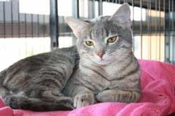 pet daycare in new orleans -zeus's place doggy day care new orleans